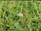 Trèfle blanc(Trifolium repens)_15