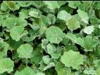 Tussilage pas-d'âne(Tussilago farfara)_3