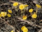 Tussilage pas-d'âne(Tussilago farfara)_5
