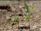 Vesce jargeau(Vicia cracca)_1