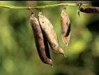 Vesce jargeau(Vicia cracca)_7