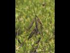 Vesce jargeau(Vicia cracca)_9