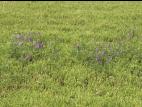 Vesce jargeau(Vicia cracca)_14