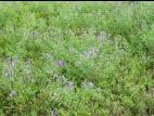 Vesce jargeau(Vicia cracca)_20