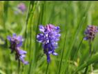Vesce jargeau(Vicia cracca)_21