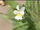 Violette des champs(Viola arvensis)_7