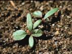 Amarante de Powell(Amaranthus powellii)_2