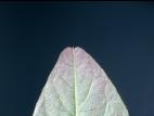 Amarante de Powell(Amaranthus powellii)_7