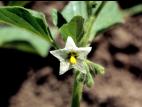 Morelle feuilles coqueret (Solanum physalifolium)_4