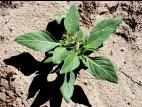 Morelle feuilles coqueret (Solanum physalifolium)_10