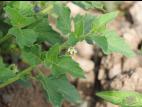 Morelle feuilles coqueret (Solanum physalifolium)_11