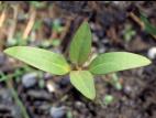 Lampourde glouteron (Xanthium strumarium)_1