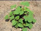 Lampourde glouteron (Xanthium strumarium)_3