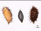 Lampourde glouteron (Xanthium strumarium)_7
