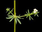 Gaillet mollugine (Galium mollugo)_7