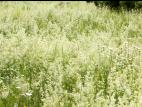 Gaillet mollugine (Galium mollugo)_9