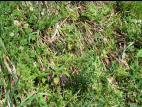 Gaillet mollugine (Galium mollugo)_17