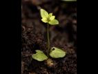 Gaillet mollugine (Galium mollugo)_21