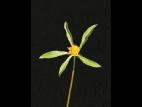 Bident feuillu(Bidens frondosa)_2