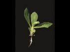 Érechtite feuilles épervière (Erechtites hieraciifolius)_8
