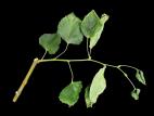 Tilleuls - herbicides phytohormonaux (4)_1