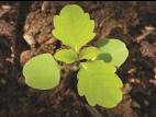 Impateinte du Cap (Impatiens capensis)_7