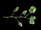 Tilleuls - herbicides phytohormonaux (4)_2