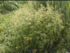 Impateinte du Cap (Impatiens capensis)_11
