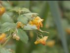 Impateinte du Cap (Impatiens capensis)_12