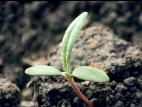 Renouée feuilles patience(Persicaria lapathifolia)_1