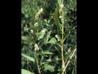 Renouée feuilles patience(Persicaria lapathifolia)_4
