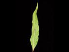 Renouée feuilles patience(Persicaria lapathifolia)_6