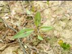 Renouée feuilles patience(Persicaria lapathifolia)_10
