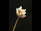 Renouée sagitté (Persicaria sagittata)_3