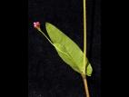 Renouée sagitté (Persicaria sagittata)_8
