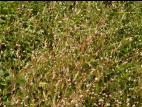 Renouée sagitté (Persicaria sagittata)_9