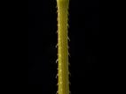 Renouée sagitté (Persicaria sagittata)_12