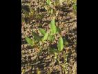 Renouée sagitté (Persicaria sagittata)_13