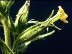 Silène noctiflore(Silene noctiflora)_2
