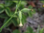 Silène noctiflore(Silene noctiflora)_19