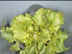 Laitues - paraquat (22)_2