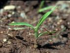 Sétaire glauque (Setaria pumila subsp. pumila)_4
