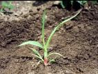 Sétaire glauque (Setaria pumila subsp. pumila)_5