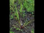 Sétaire glauque (Setaria pumila subsp. pumila)_13