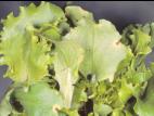 Laitues - paraquat (22)_3