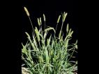 Sétaire verte (Setaria viridis)_2