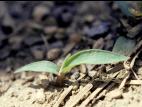 Sétaire verte (Setaria viridis)_3