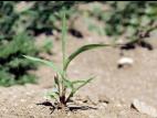 Sétaire verte (Setaria viridis)_8