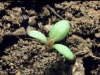 Petite oseille (Rumex acetosella)_1