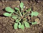 Petite oseille (Rumex acetosella)_3